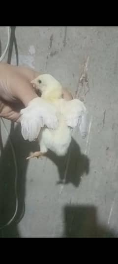 HEERA CHICKS FOR SELL