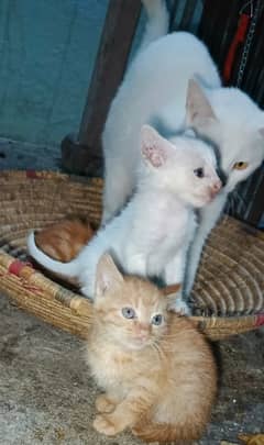 persian kitten for sale 1  kitten white and 2 brown