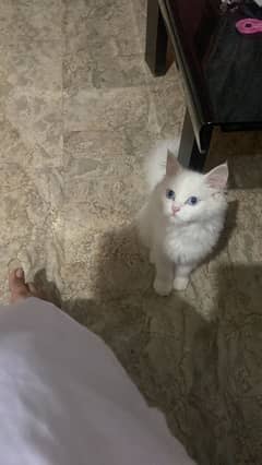 Persian breeder male cat