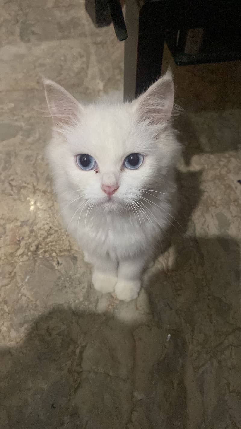 Persian breeder male cat 1