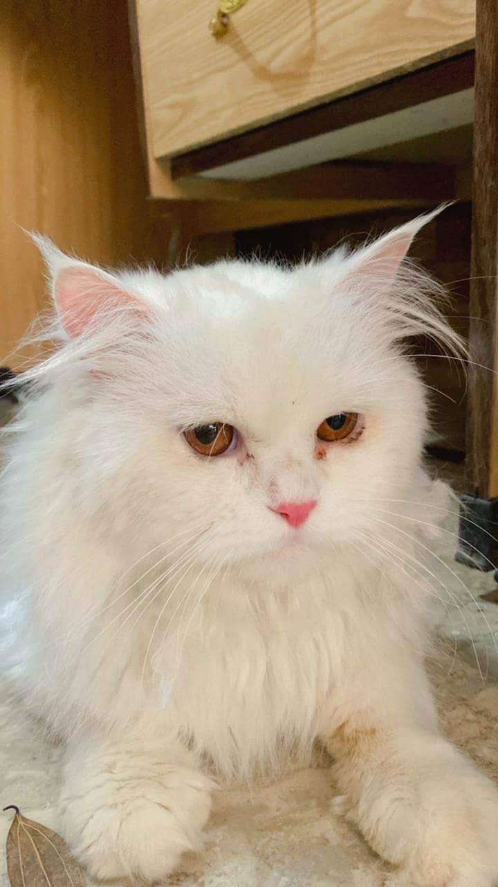 Persian breeder male cat 2