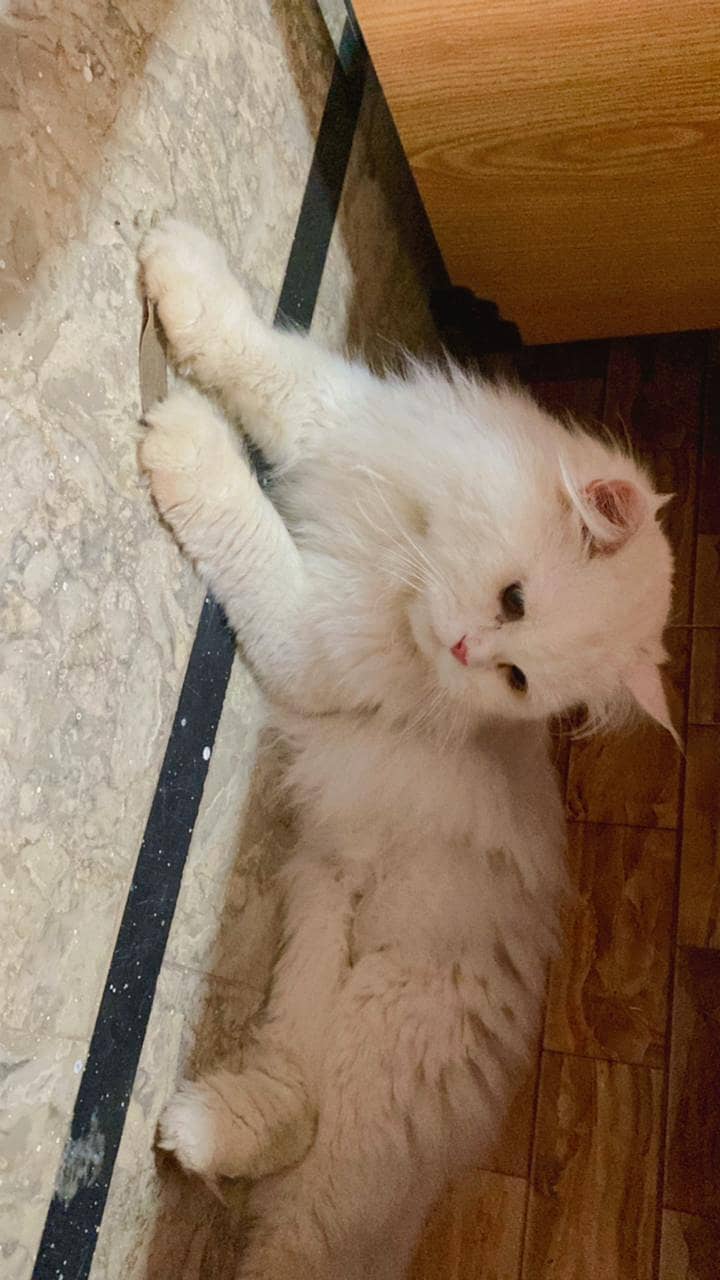 Persian breeder male cat 5