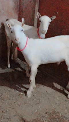 Teddi bakri gaban our Bakra urgent sale