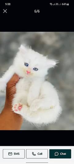 persion kitten for sale