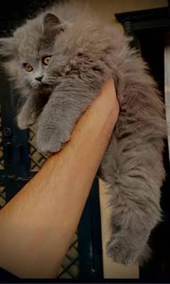 Persian cat