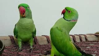 raw talking parrot jora for sell