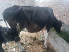 cow fore sale