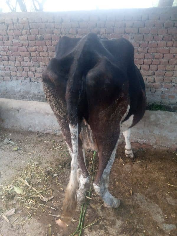 cow fore sale 1