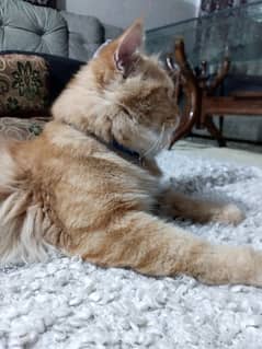 pure Parisian Full active & healthy kitten age 18 orange+golden 2 coat