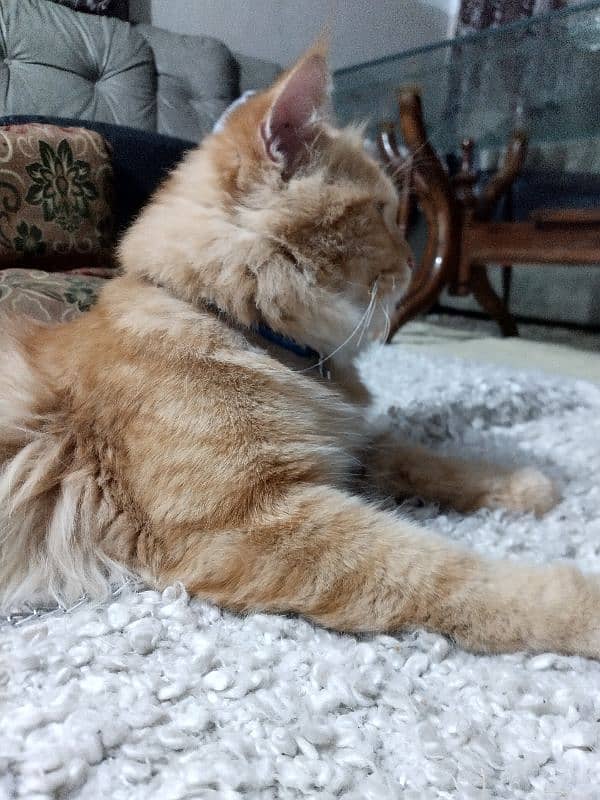 pure Parisian Full active & healthy kitten age 18 orange+golden 2 coat 0