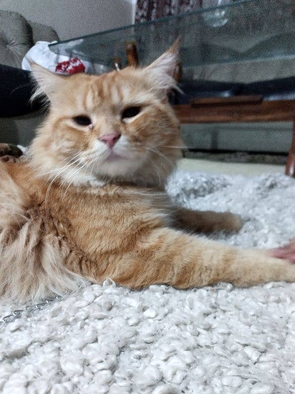 pure Parisian Full active & healthy kitten age 18 orange+golden 2 coat 1