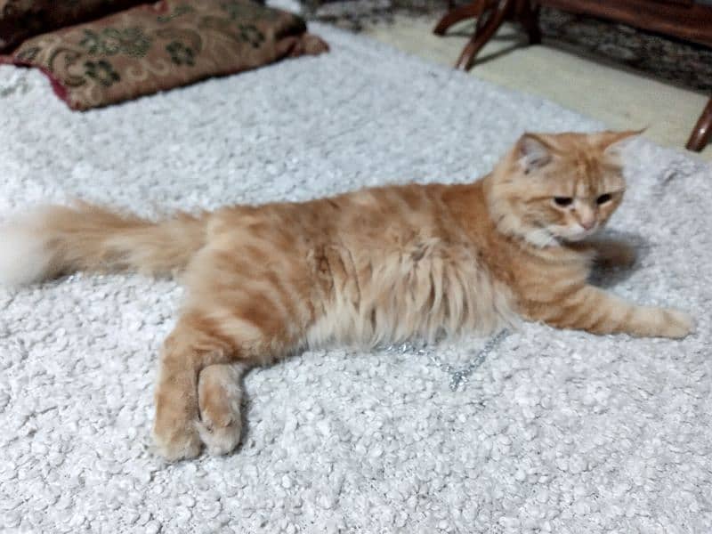 pure Parisian Full active & healthy kitten age 18 orange+golden 2 coat 2