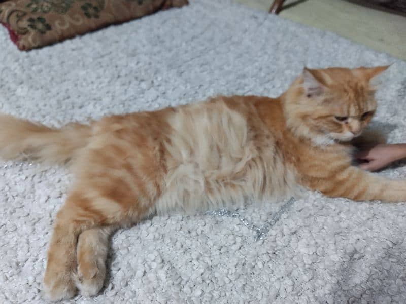 pure Parisian Full active & healthy kitten age 18 orange+golden 2 coat 3