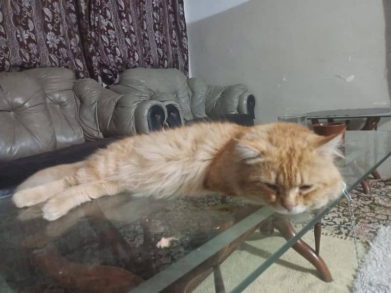 pure Parisian Full active & healthy kitten age 18 orange+golden 2 coat 4