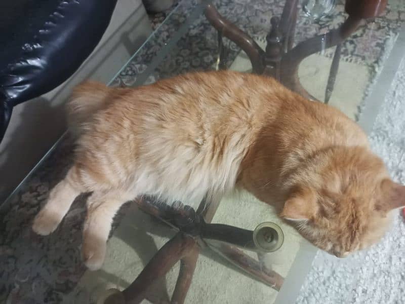 pure Parisian Full active & healthy kitten age 18 orange+golden 2 coat 5