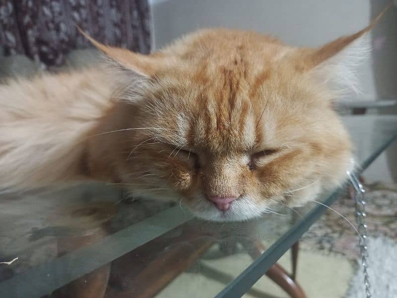 pure Parisian Full active & healthy kitten age 18 orange+golden 2 coat 6