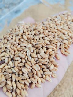 gandum wheat dilkash beej