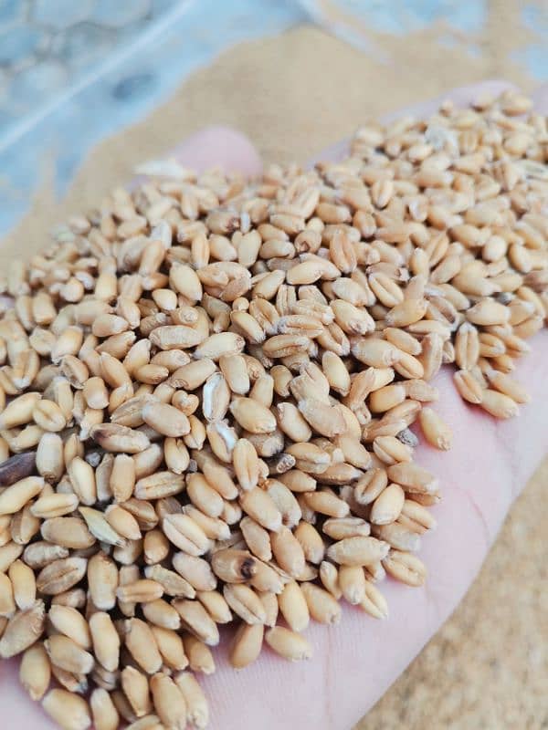 gandum wheat dilkash beej 0