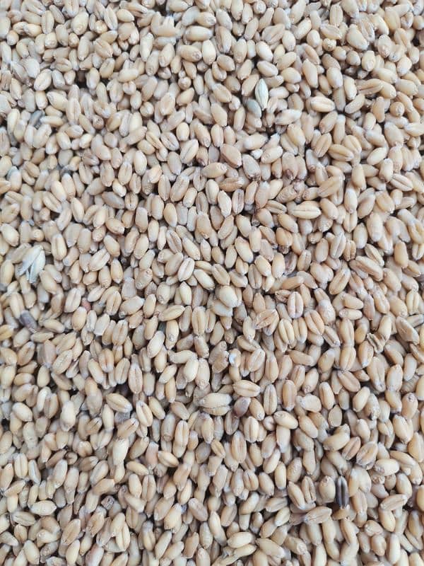 gandum wheat dilkash beej 1