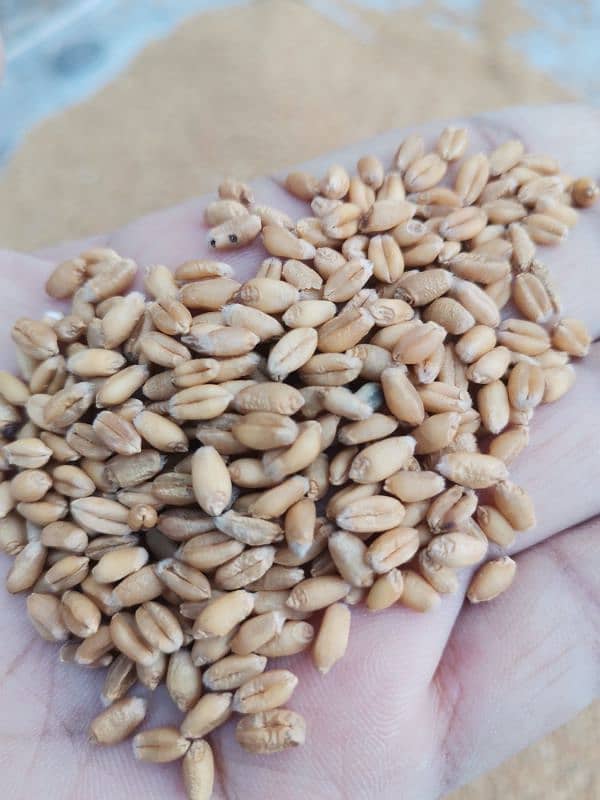 gandum wheat dilkash beej 2