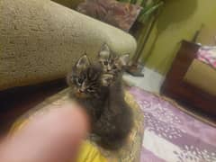 PERSIAN Single Coat MIX BREED KITTENS READ description