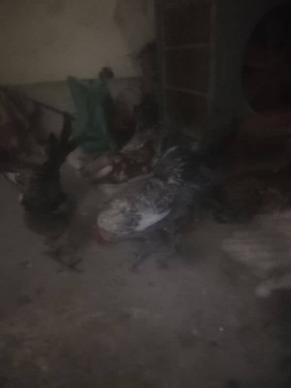 Hens for sell 0