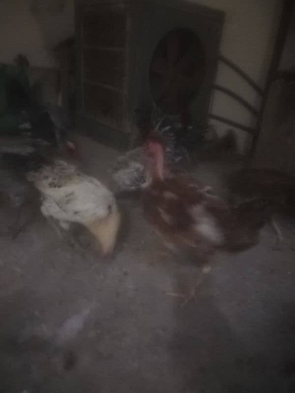 Hens for sell 1