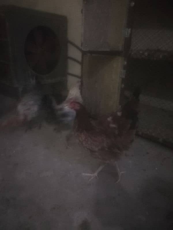 Hens for sell 2