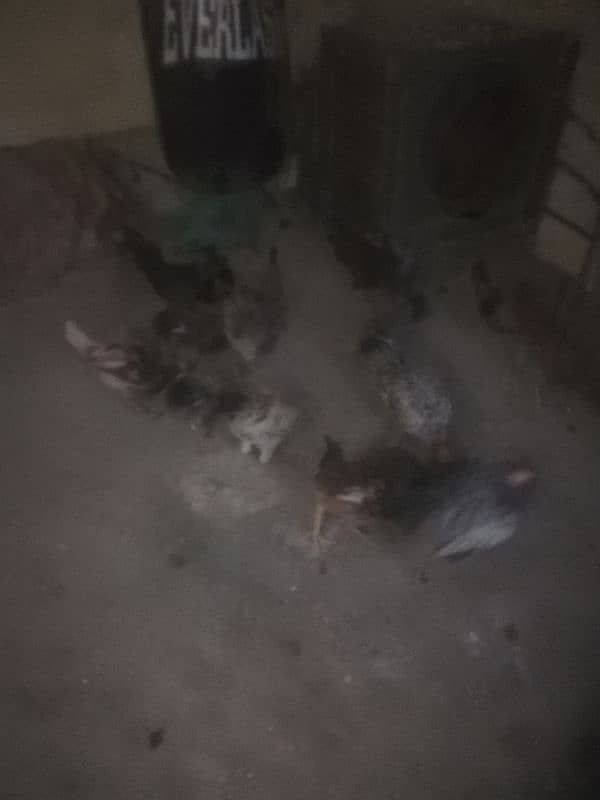 Hens for sell 3