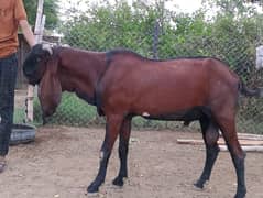 Nagra Makhi China Breader Male