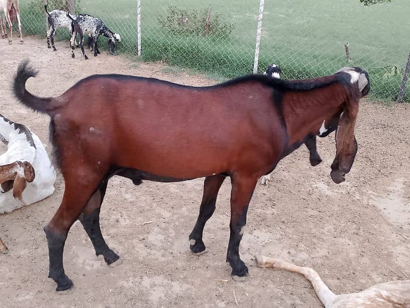 Nagra Makhi China Breader Male 3