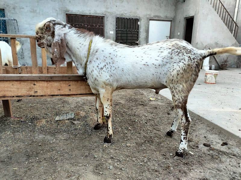 Nagra Makhi China Breader Male 5