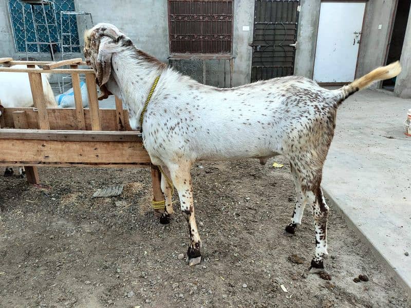 Nagra Makhi China Breader Male 6