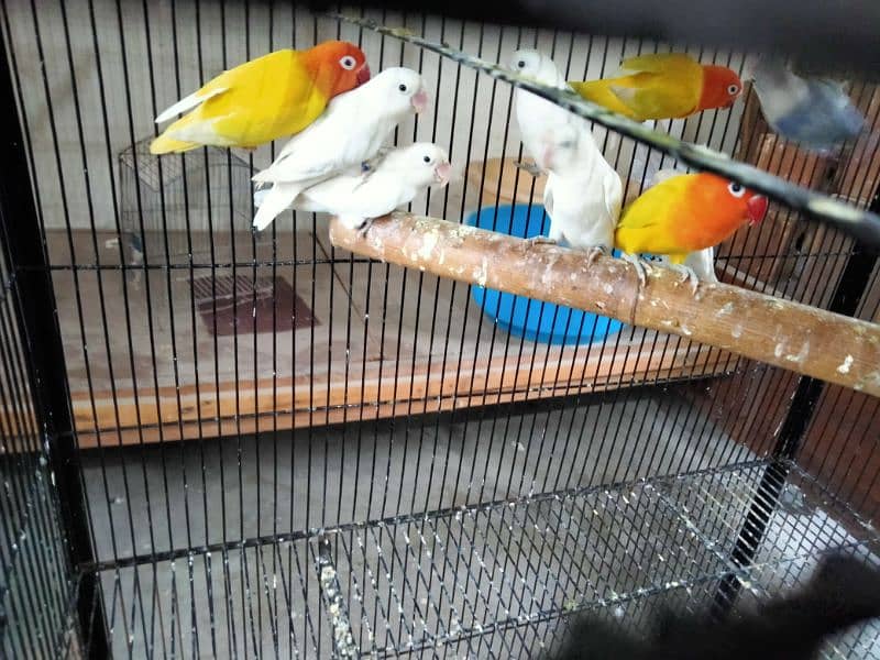 Latino blaci i.  Albino black i. .  Bule fishre All split ino birds 0