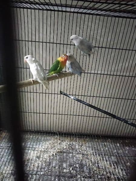 Latino blaci i.  Albino black i. .  Bule fishre All split ino birds 5