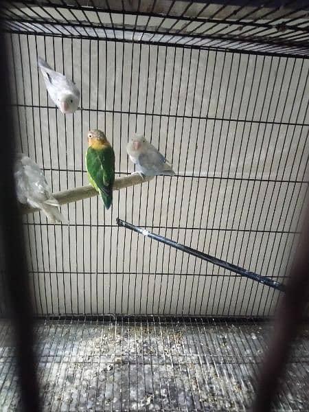 Latino blaci i.  Albino black i. .  Bule fishre All split ino birds 6