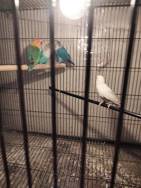 Latino blaci i.  Albino black i. .  Bule fishre All split ino birds 7