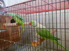 Kashmiri raw parrot100%breeder urgent sale