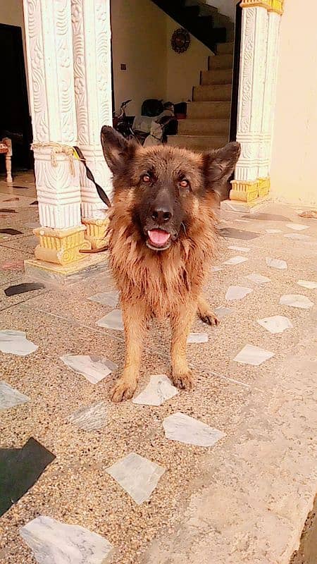 Top Quality German shepherd long coat male available 1