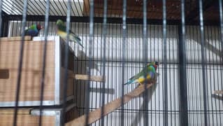 Gouldian breeder pairs