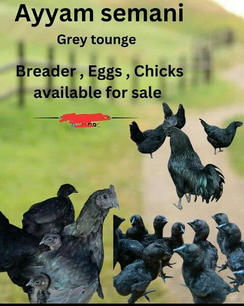 ayam Cimani chicks or eggs for sale 03127040627 0