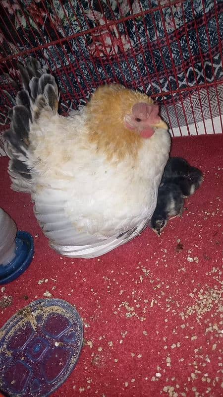 Japanese female with bantam chicks 0