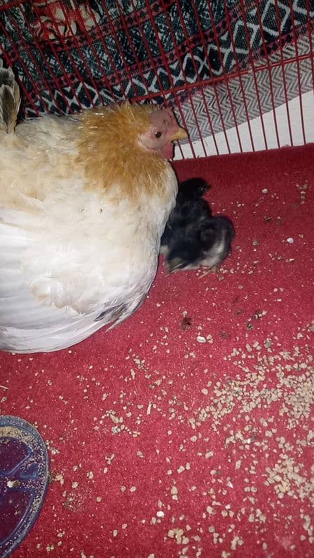 Japanese female with bantam chicks 1