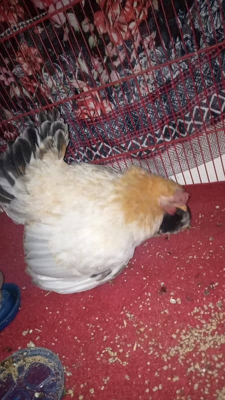 Japanese female with bantam chicks 2