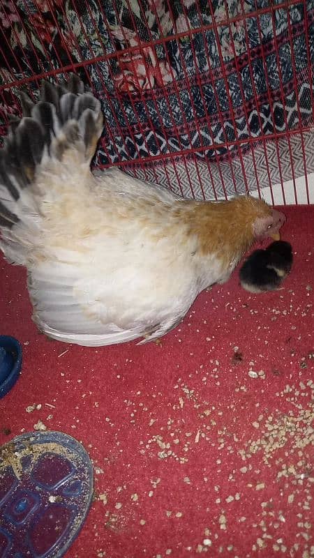 Japanese female with bantam chicks 3