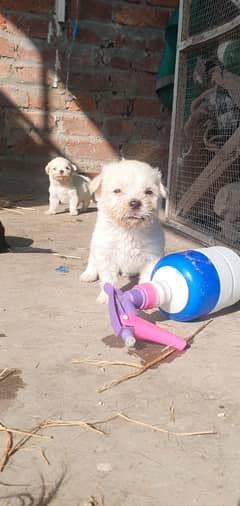 Furry Maltese Puppies