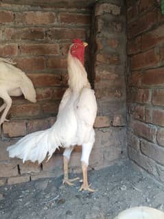 White O Shamo /Aseel pathy /king size/ shamo chicks/high Quality shamo