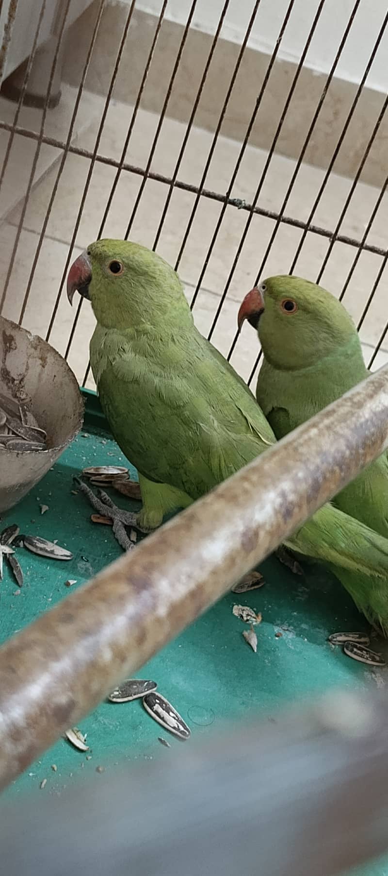 Ring Neck Home Breeded Parrot Pair 0