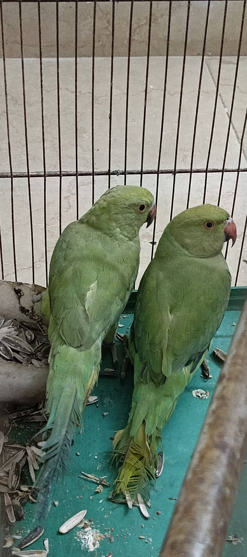 Ring Neck Home Breeded Parrot Pair 1