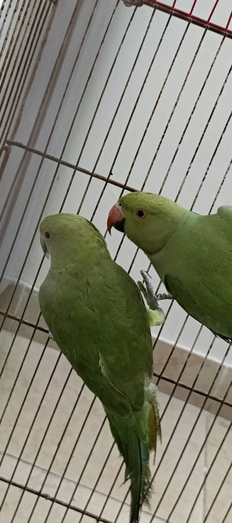 Ring Neck Home Breeded Parrot Pair 3